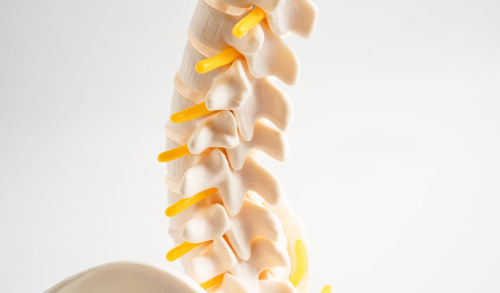 Herniated discs | alpine spinal rehab |